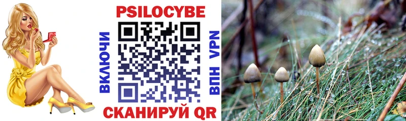 Купить закладки Шацк Галлюциногенные грибы Psilocybe